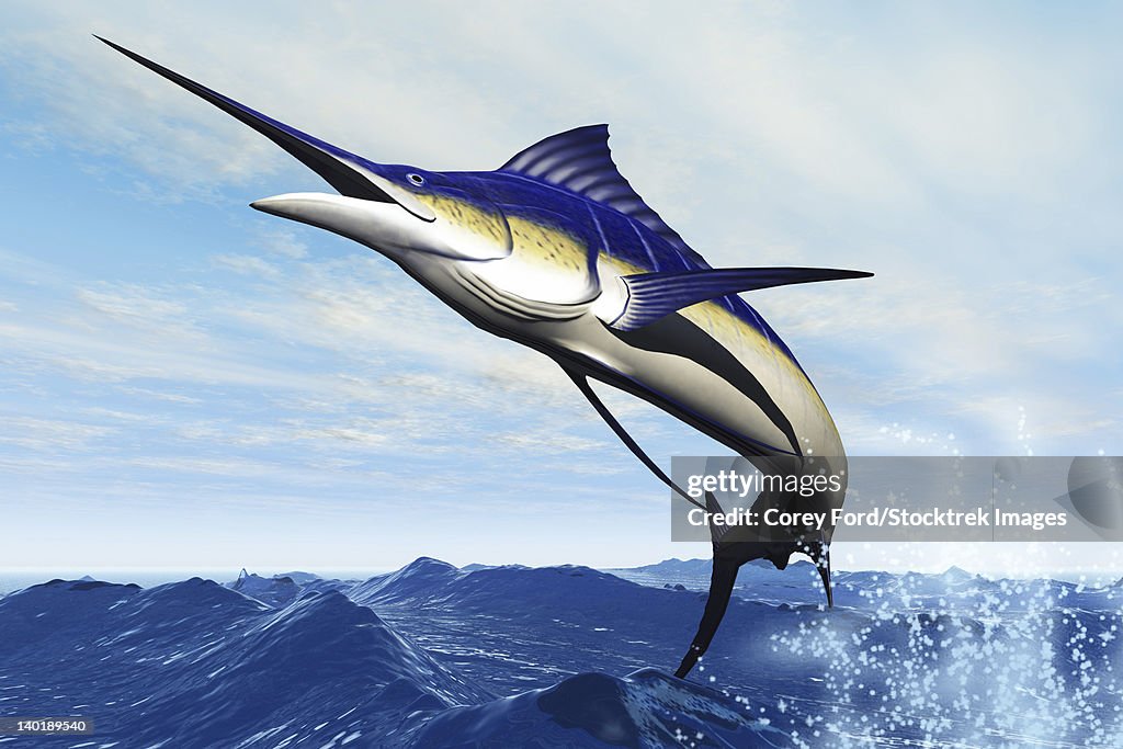 A sleek blue marlin bursts from the ocean surface in a grand leap.