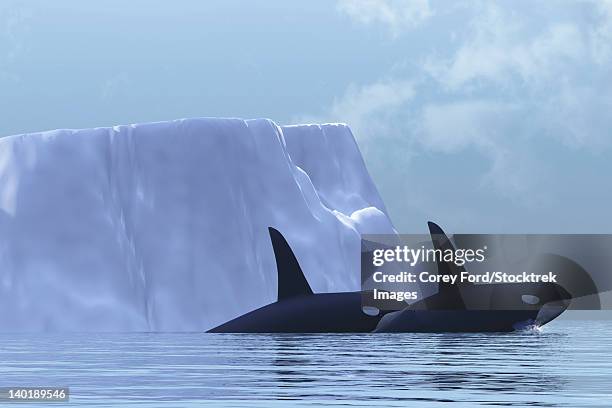 two killer whales swim near an iceberg in the arctic ocean. - killer whale ice stock illustrations