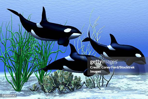 Two Female And One Male Killer Whales Hunt Together In The