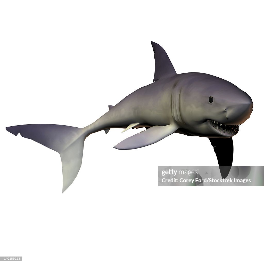The Mako shark is one of the premier predators of reef areas containing schooling fish prey.