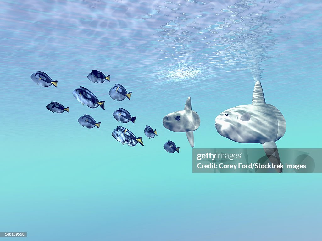 Tango Fish Two Large Sunfish Escort A School Of Blue Tango Fish In The Clear ...