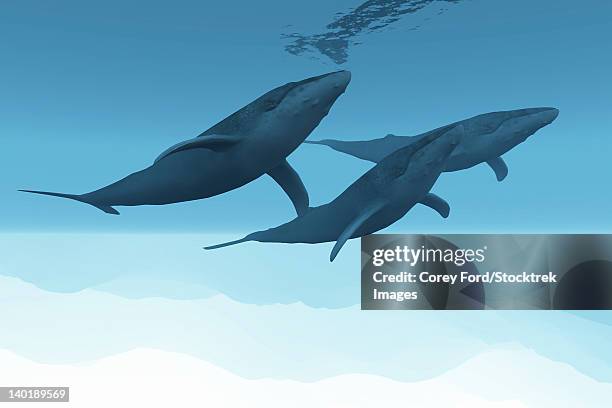 three humpback whales swim together in the vast open ocean. - humpback whale stock-grafiken, -clipart, -cartoons und -symbole