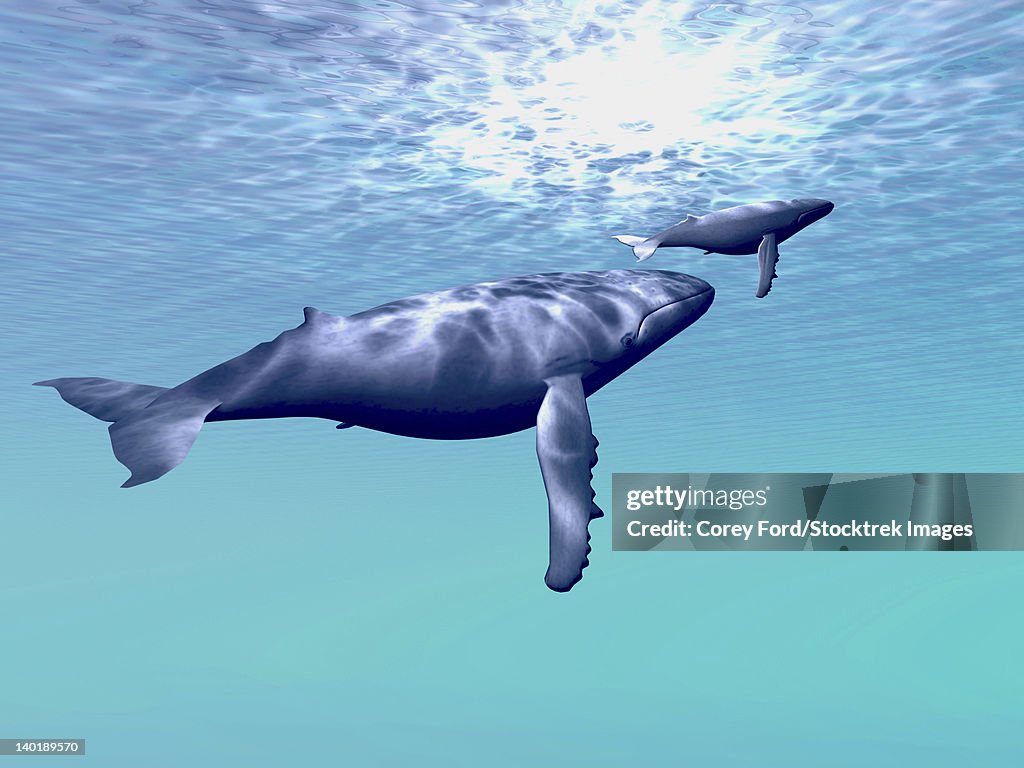 Two humpback whales swim together in beautiful ocean waters.