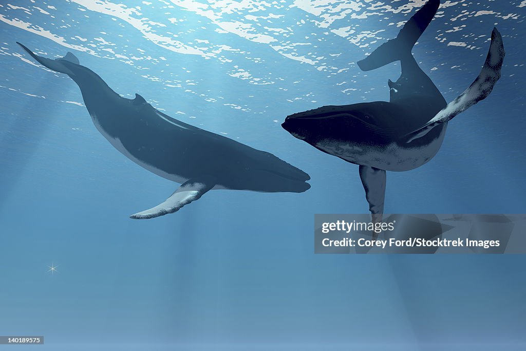 Two humpback whales frolic in the rays of light from the sun.