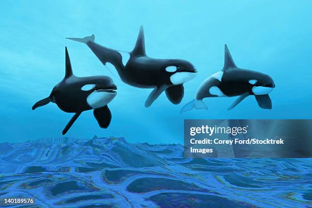 ilustrações, clipart, desenhos animados e ícones de three male killer whales swim over ancient fossil beds. - killer whale