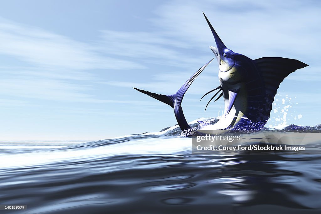 A Blue Marlin jumps through the ocean surface in a spray of water.