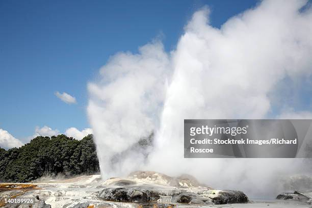 november 20, 2007 - prince of wales feathers geyser and pohutu geyser erupting, whakarewarewa geothermal area, rotorua, new zealand. - géiser pohutu imagens e fotografias de stock