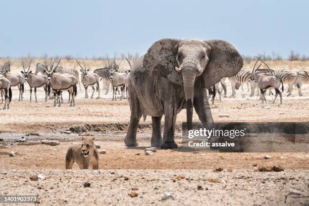 elephant chases a lioness away from the waterhole and defends her water. etosha national park, namibia, africa - etosha national park stock pictures, royalty-free photos & images