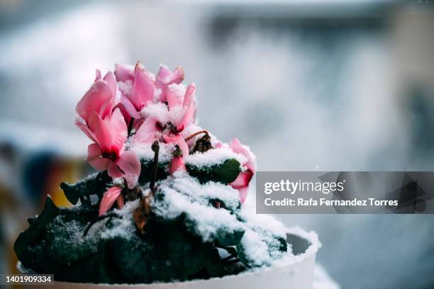 cyclamen flowers under snow - cyclamen stock pictures, royalty-free photos & images