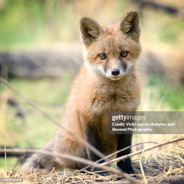 cute  close up of curious fox kit looking at camera in pennsylvania park - fox pup stock pictures, royalty-free photos & images