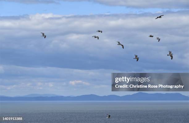 seagulls in flight - seagull imagens e fotografias de stock