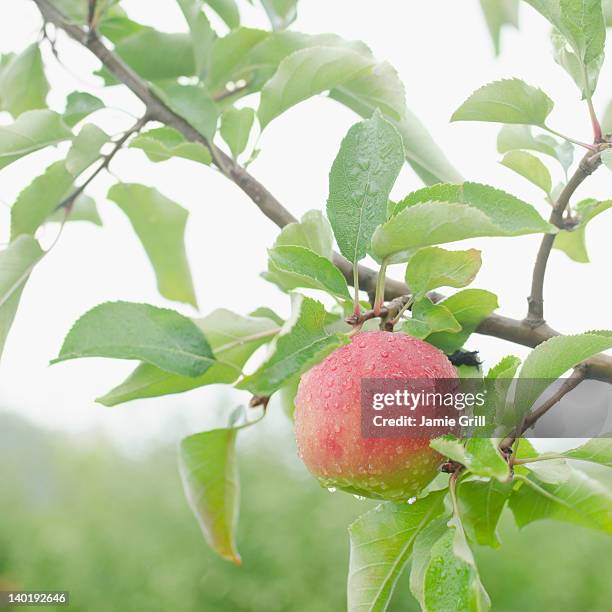 usa, new york, warwick, close up of apple on branch - orange county stockfoto's en -beelden