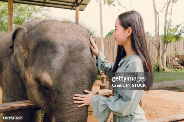 a woman happily hugs and plays with an elephant. - posh people with big teeth stock-fotos und bilder