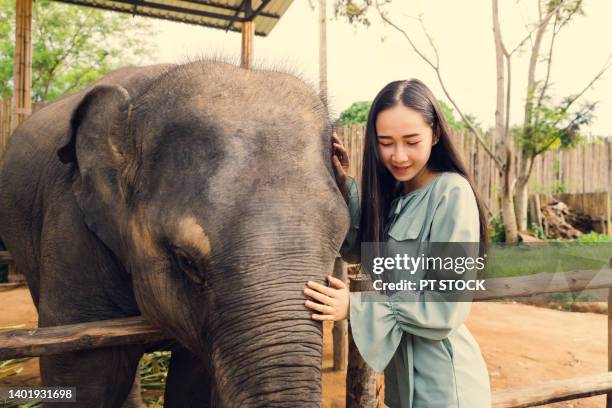 a woman happily hugs and plays with an elephant. - posh people with big teeth stock pictures, royalty-free photos & images