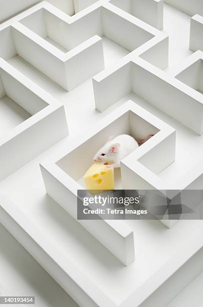 Mouse Labyrinth 17 Mouse Cheese Game Stock Photos, High-Res Pictures, and Images ...