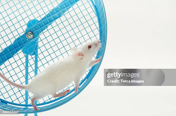 Mouse Exercising 369 Mouse Exercise Stock Photos, High-Res Pictures, and Images - Getty ...