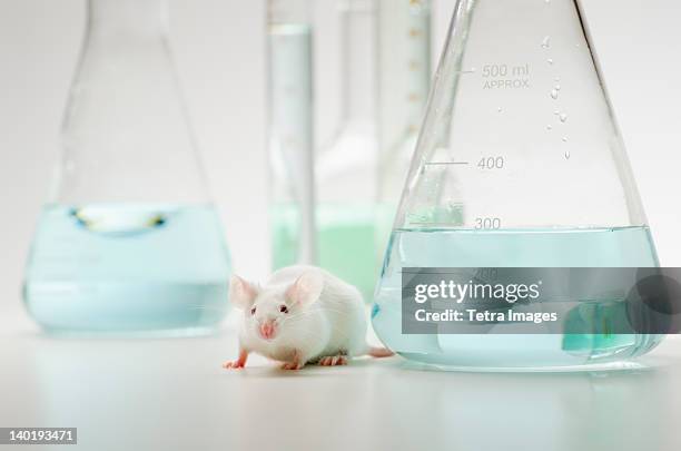 laboratory mouse in front of laboratory glassware, studio shot - topo foto e immagini stock