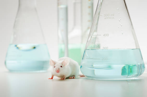Lab Mouse Picture 982 Mouse Lab Stock Photos, High-Res Pictures, and Images - Getty Images