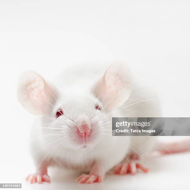 white mouse on white background, studio shot - mouse animal stock pictures, royalty-free photos & images