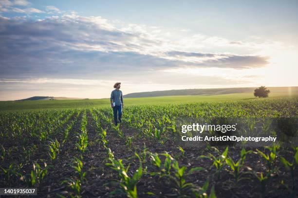 working in the corn agriculture fields. - farmer walking stock pictures, royalty-free photos & images