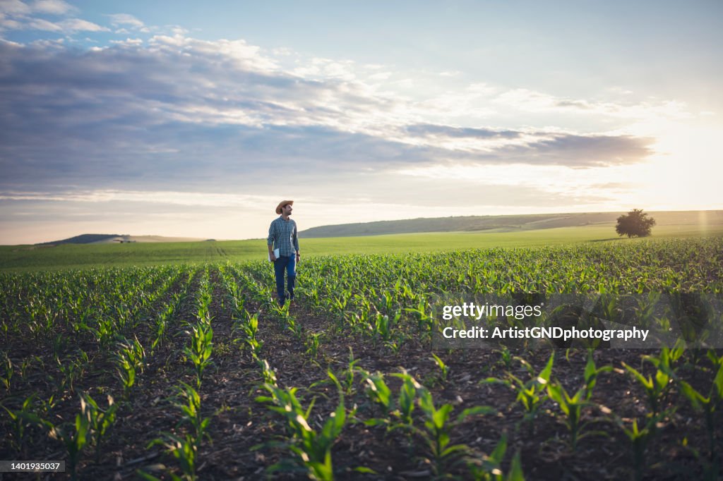 Trabalhando nos campos de agricultura de milho.