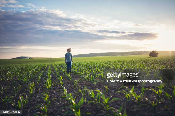 trabalhando nos campos de agricultura de milho. - agricultura - fotografias e filmes do acervo