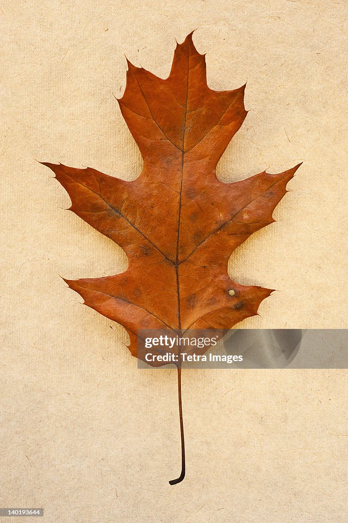 Autumn leaf, studio shot