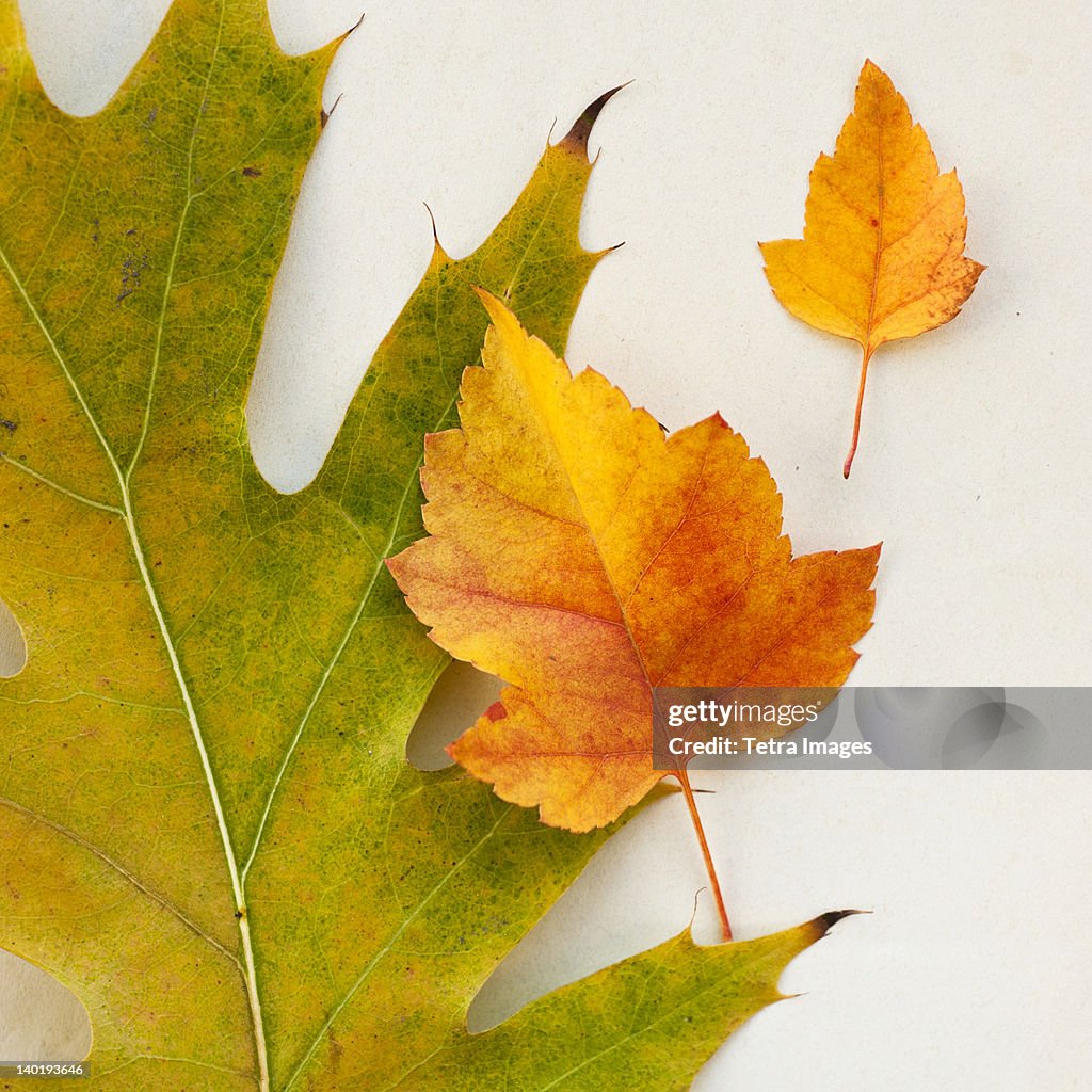 Autumn leaves, studio shot