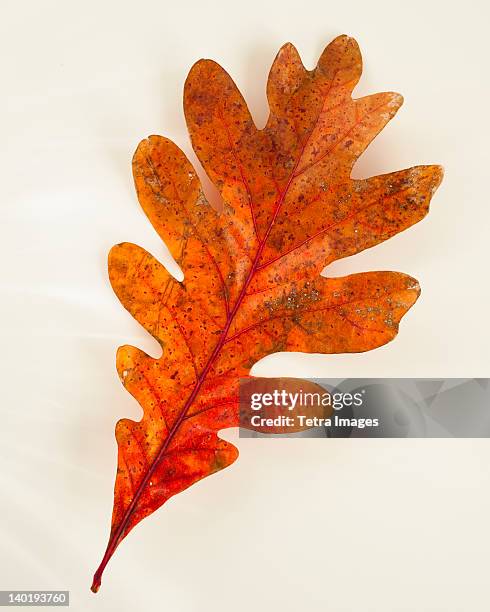 studio shot of oak leaf - oak leaf stock pictures, royalty-free photos & images