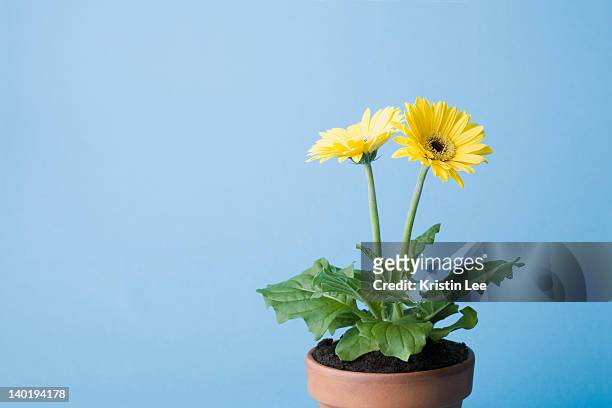 yellow flowers on blue background - gerbera daisy stock-fotos und bilder