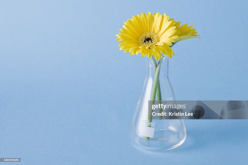 Yellow flowers in vase on blue background