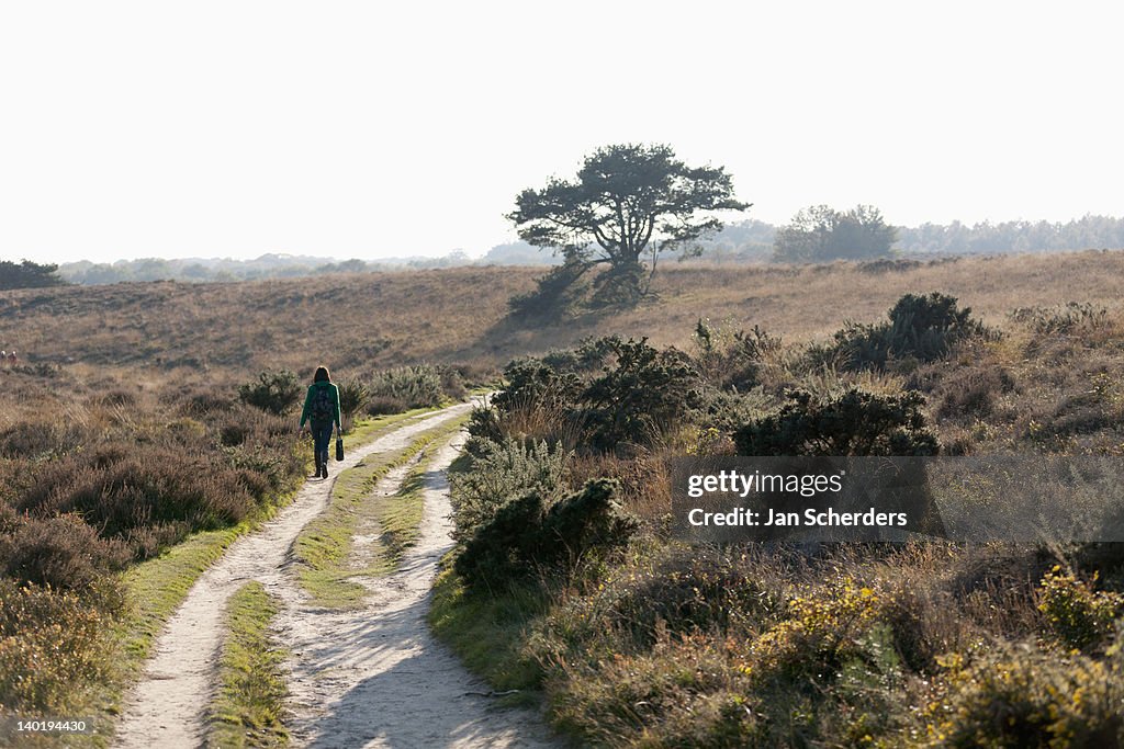 The Netherlands, Veluwezoom, Posbank, Hiker in countryside