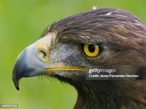 a profile portrait of a golden eagle, with its powerful and strong beak, and its penetrating yellow eyes. aquila chrysaetos. - golden eagle stock pictures, royalty-free photos & images