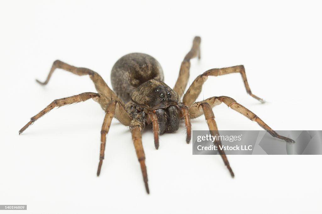 Studio shot of Wolf Spider (Hogna carolinensis)