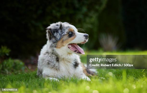 close-up of australian shepherd sticking out tongue while sitting on grassy field,sachsen,germany - australian shepherd photos et images de collection