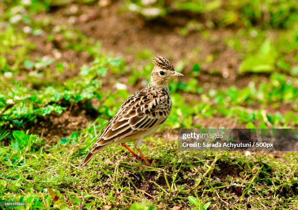 Close-up of songlark perching on field
