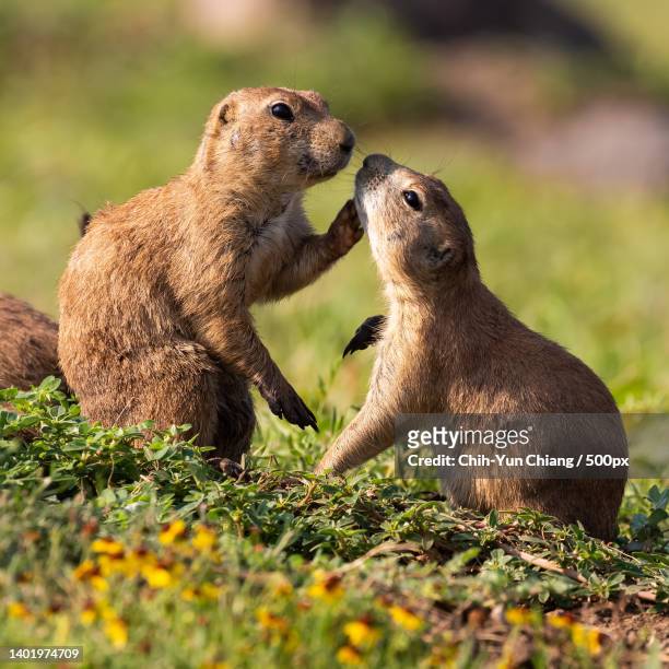 two young wild black-tailed prairie dogs in field - black tailed prairie dog stock pictures, royalty-free photos & images