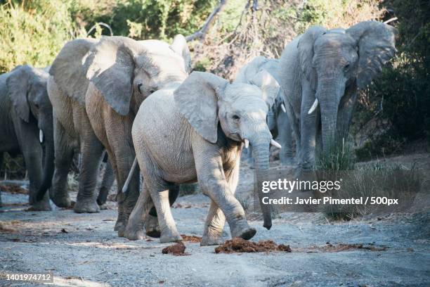 herd of elephants with young calf walking on dirt path,blue crane route local municipality,south africa - the karoo stock-fotos und bilder