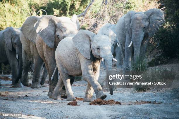 herd of elephants with young calf walking on dirt path,blue crane route local municipality,south africa - the karoo stockfoto's en -beelden