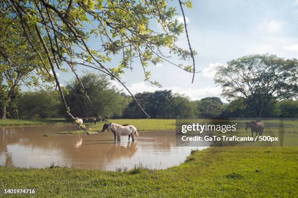 herd of horses grazing in the terraced fields,valle del cauca,colombia - valle del cauca imagens e fotografias de stock