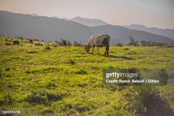 463 Cow Rear View Stock Photos, High-Res Pictures, and Images - Getty ...