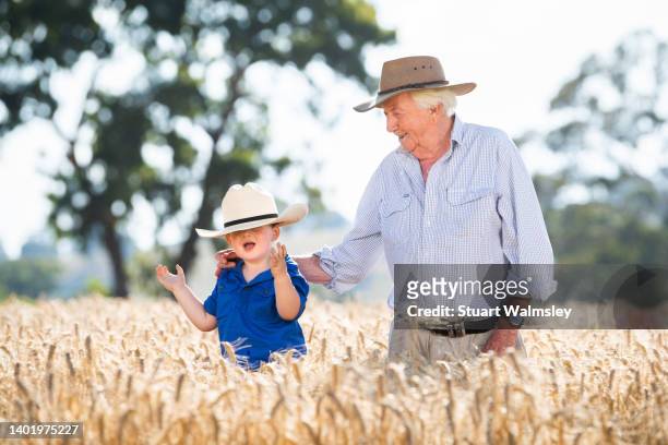 great grandfather and great grandson in wheat crop - great grandfather ストックフォトと画像