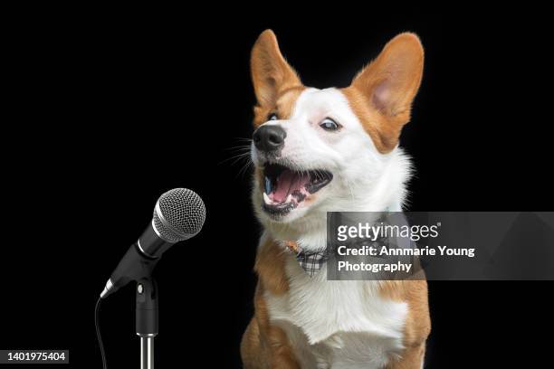 humorous photo of a singing corgi on black background - 2022 a funny thing stock pictures, royalty-free photos & images