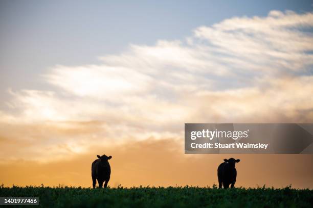 cattle in silhouette at dawn - 牧場 ストックフォトと画像