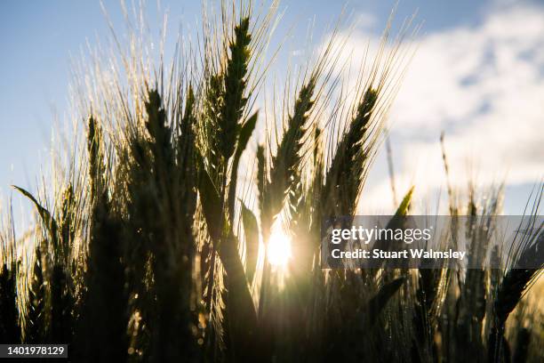 sun flares through ripening wheat crop - low angle view of wheat growing on field against sky fotografías e imágenes de stock