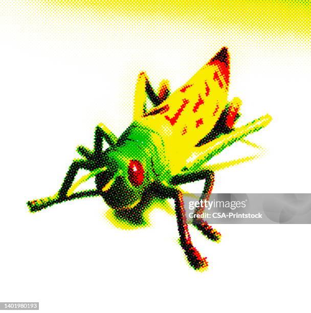 grasshopper - grasshopper stock illustrations