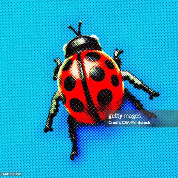 ladybug - ladybug stock illustrations