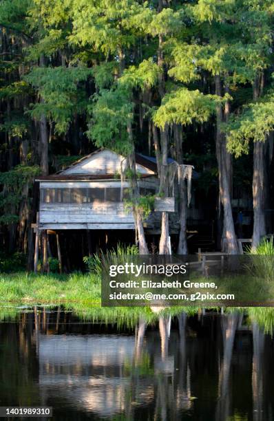 caddo lake, large trees and a spooky cabin. - südstaaten stock-fotos und bilder