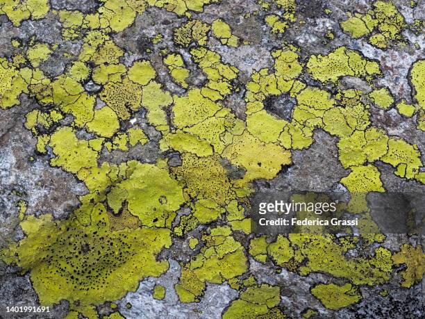 yellow lichens on a granite rock at splügenpass (passo spluga), beverin natural park - lachen stock pictures, royalty-free photos & images