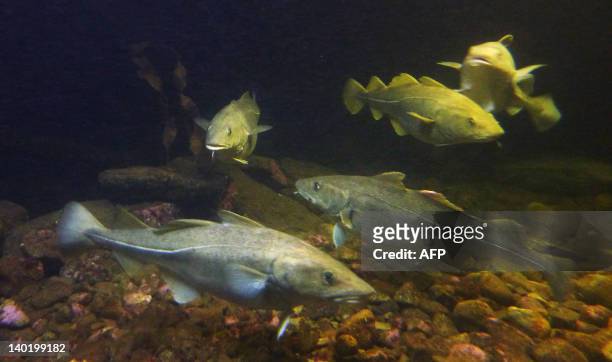 Skrei, or migrating and spawning east-Arctic cod, are seen at the local aquarium in Norway's Arctic archipelago Lofoten on February 7, 2012. Looking...